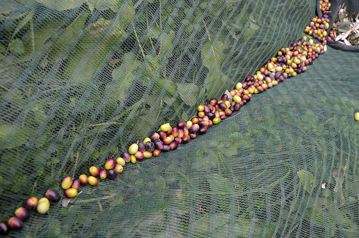 olives lined up in the harvesting net