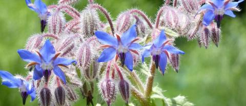 fiori di borragine in un campo